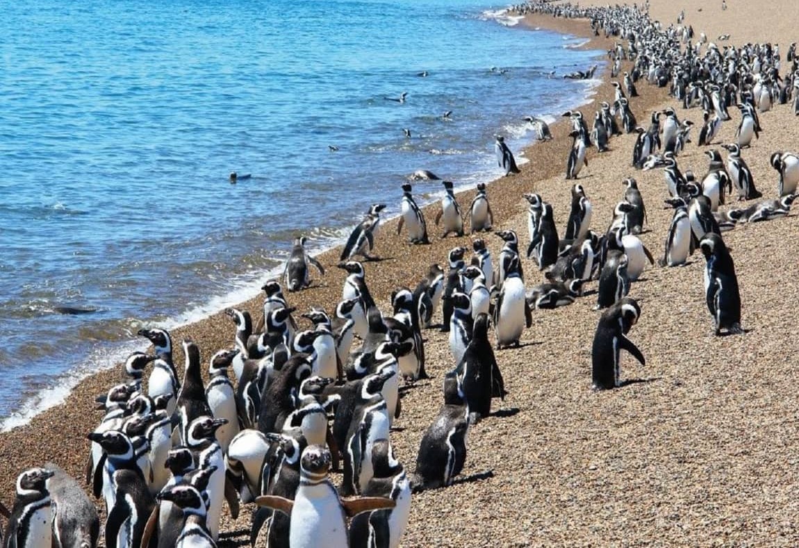 Científicos de la UNS ya usan <b>inteligencia artificial</b> para la conservación ambiental thumbnail